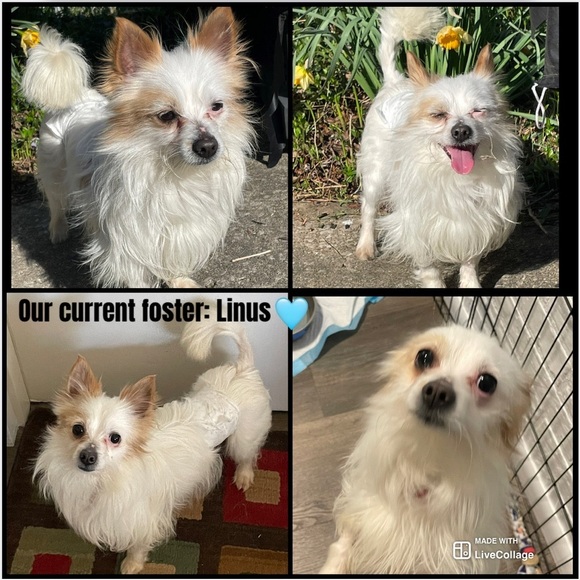 15% of my sales go to: Berea Animal Rescue & Angels for Animals Medical Fund 🐾 - Picture 17 of 17